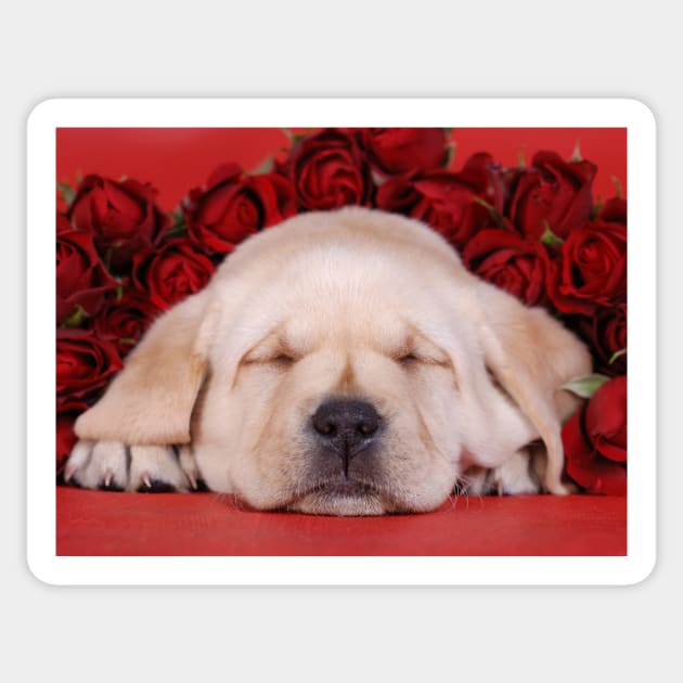 Sleeping beauty Sticker by PetsArt